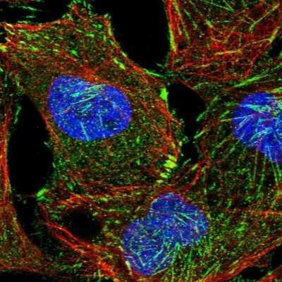 Immunocytochemistry/ Immunofluorescence: CENTD1 Antibody [NBP1-84542]