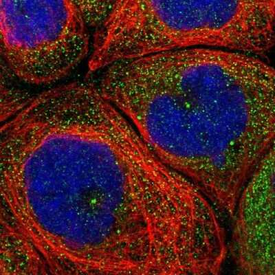 Immunocytochemistry/ Immunofluorescence: CEP110 Antibody [NBP2-48546]