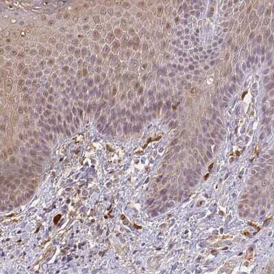 Immunohistochemistry-Paraffin: CEP110 Antibody [NBP2-48546]