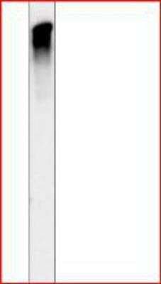 Western Blot: CEP290 Antibody [NB100-86991]