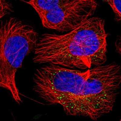 Immunocytochemistry/ Immunofluorescence: CEP295NL Antibody [NBP2-48574]