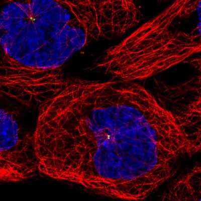 Immunocytochemistry/ Immunofluorescence: CEP350 Antibody (CL3423) [NBP2-59028]