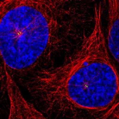Immunocytochemistry/ Immunofluorescence: CEP350 Antibody (CL3423) [NBP2-59028]