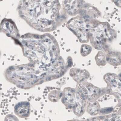 Immunohistochemistry-Paraffin: CEP350 Antibody (CL3423) [NBP2-59028]