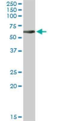 Western Blot: CEP57 Antibody [H00009702-D01P]