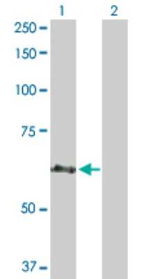 Western Blot: CEP57 Antibody [H00009702-D01P]