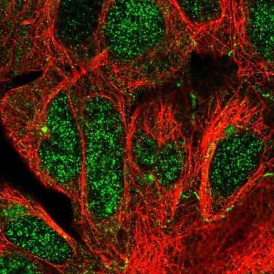 Immunocytochemistry/ Immunofluorescence: CEP68 Antibody [NBP1-82988]