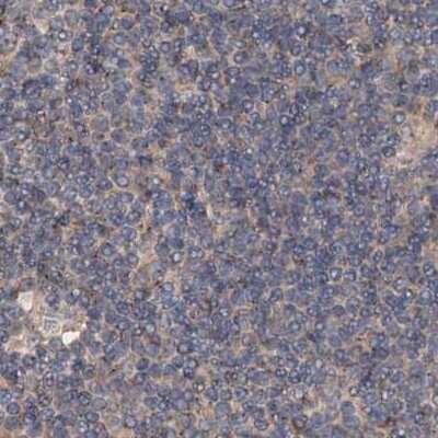 Immunohistochemistry-Paraffin: CEP68 Antibody [NBP1-82989]