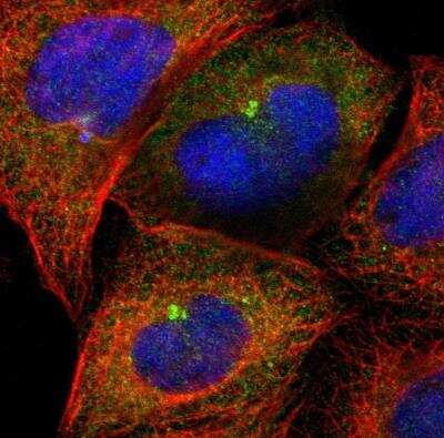 Immunocytochemistry/ Immunofluorescence: CEP97 Antibody [NBP1-83591]