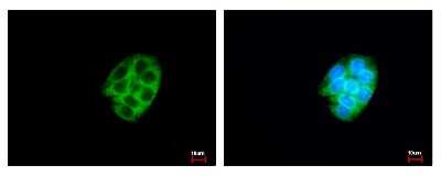 Immunocytochemistry/ Immunofluorescence: Carboxylesterase 2/CES2 Antibody [NBP1-32653]