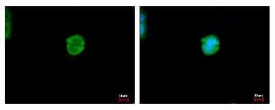 Immunocytochemistry/ Immunofluorescence: Carboxylesterase 2/CES2 Antibody [NBP2-15864]