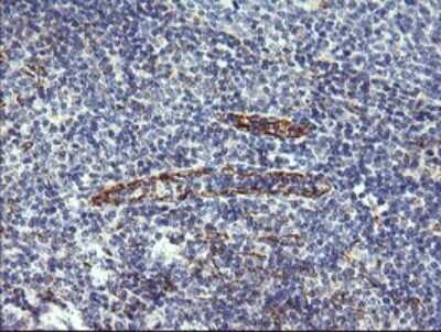 Immunohistochemistry: CFAP299 Antibody (OTI1A6) - Azide and BSA Free [NBP2-72466]