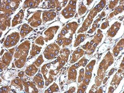 Immunohistochemistry-Paraffin: Complement Factor H-related 5/CFHR5 Antibody [NBP2-14912]