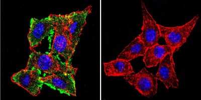 Immunocytochemistry/ Immunofluorescence: CFTR Antibody (CF3) [NB300-511]