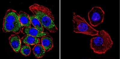 Immunocytochemistry/ Immunofluorescence: CFTR Antibody (CF3) [NB300-511]
