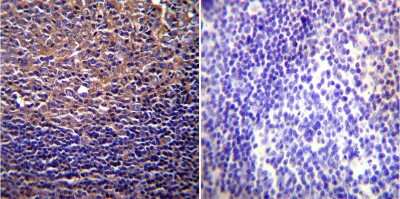 Immunohistochemistry-Paraffin: CFTR Antibody (CF3) [NB300-511]