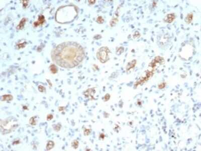Immunohistochemistry-Paraffin: CFTR Antibody (CFTR/7003R) [NBP3-13843]