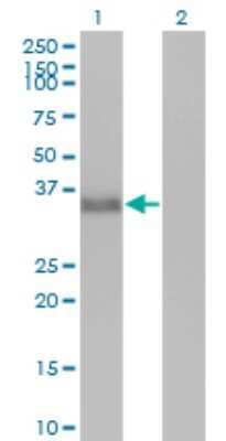 Western Blot: CGREF1 Antibody (2D7) [H00010669-M01]