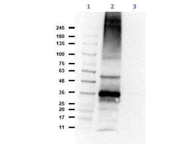 Western Blot: CH25H Antibody [NBP3-05283]