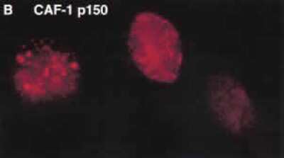 Immunocytochemistry/ Immunofluorescence: CHAF1A Antibody (SS 1 1-13) [NB500-207]