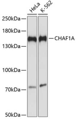 Western Blot: CHAF1A AntibodyAzide and BSA Free [NBP2-92407]