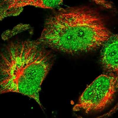 Immunocytochemistry/ Immunofluorescence: CHCHD1 Antibody [NBP1-88532]