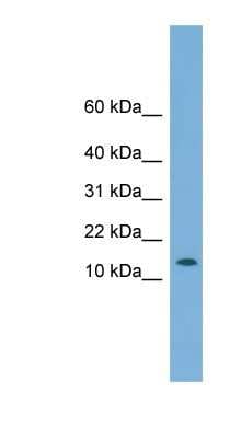 Western Blot: CHCHD1 Antibody [NBP1-55499]