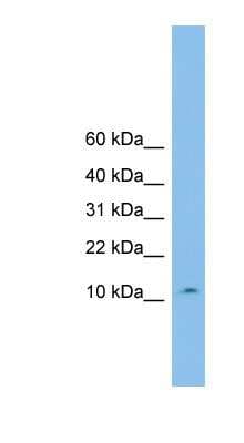 Western Blot: CHCHD1 Antibody [NBP1-57761]