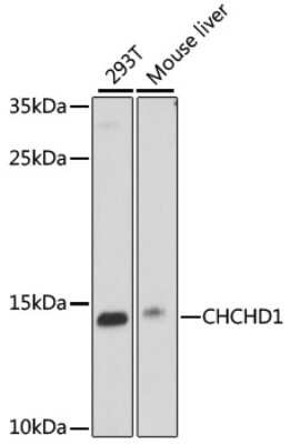 Western Blot: CHCHD1 AntibodyAzide and BSA Free [NBP2-92285]