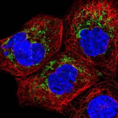 Immunocytochemistry/ Immunofluorescence: CHCHD2 Antibody [NBP2-57181]