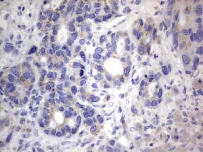 Immunohistochemistry: CHCHD3 Antibody (OTI7G4) [NBP2-46281]