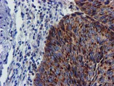 Immunohistochemistry-Paraffin: CHCHD5 Antibody (OTI3H3) [NBP2-03608]