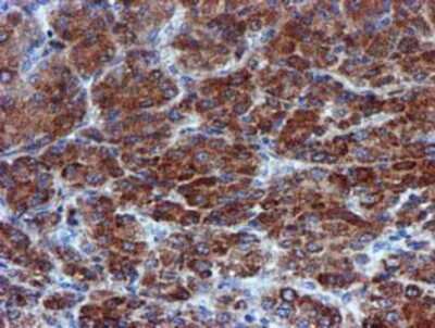 Immunohistochemistry-Paraffin: CHCHD5 Antibody (OTI3H3) [NBP2-03608]