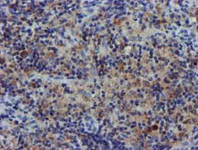 Immunohistochemistry-Paraffin: CHCHD5 Antibody (OTI3H3) [NBP2-03608]