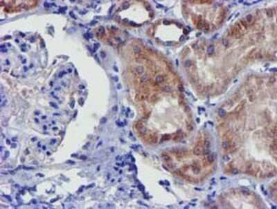 Immunohistochemistry: CHCHD5 Antibody (OTI3H3) - Azide and BSA Free [NBP2-72289]