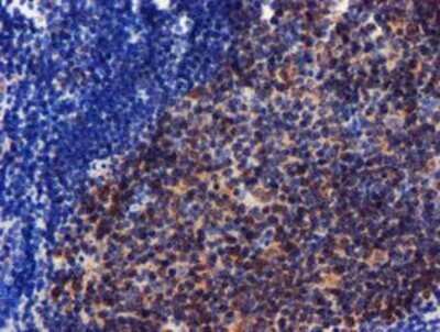 Immunohistochemistry: CHCHD5 Antibody (OTI3H3) - Azide and BSA Free [NBP2-72289]
