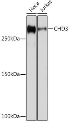 Western Blot: CHD3 Antibody (8Z6L6) [NBP3-16632]