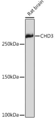 Western Blot: CHD3 Antibody (8Z6L6) [NBP3-16632]