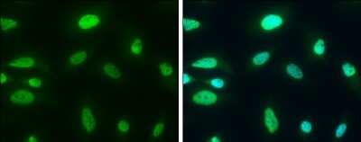 Immunocytochemistry/ Immunofluorescence: CHD3 Antibody [NBP3-13040]