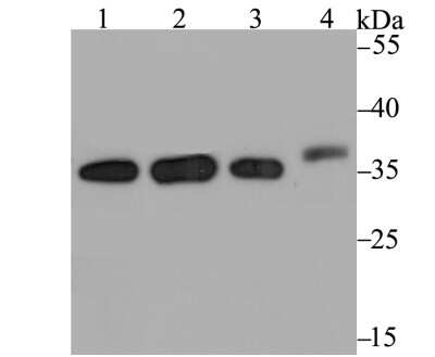 Western Blot: CHIP/STUB1 Antibody (JG38-22) [NBP2-75440]