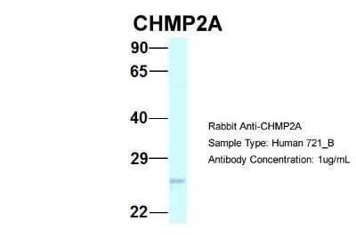 Western Blot: CHMP2A Antibody [NBP2-87182]