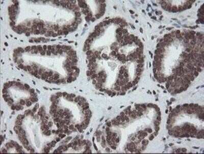 Flow Cytometry: CHN 1 Antibody (OTI2G6) - Azide and BSA Free [NBP2-70411]