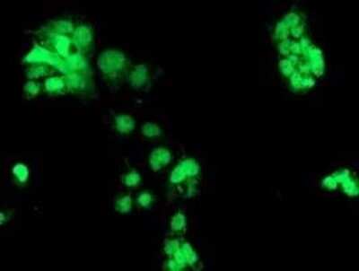 Immunocytochemistry/ Immunofluorescence: CHN 1 Antibody (OTI2G6) [NBP2-46290]