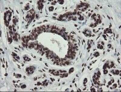 Immunohistochemistry-Paraffin: CHN 1 Antibody (OTI2G6) [NBP2-46290]
