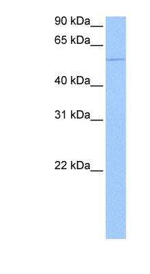 Western Blot: CHN 1 Antibody [NBP1-58326]
