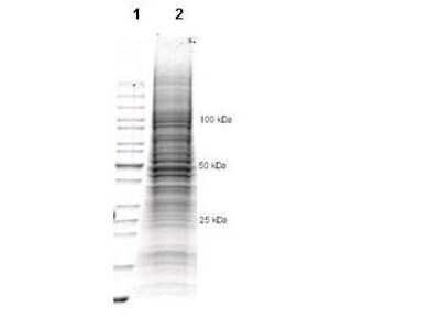 Western Blot: CHO K1 Whole Cell Lysate [NB800-PC13]