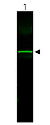 Western Blot: CHO K1 Whole Cell Lysate [NB800-PC13]