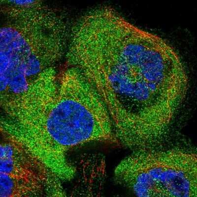 Immunocytochemistry/ Immunofluorescence: CHORDC1 Antibody [NBP1-85629]