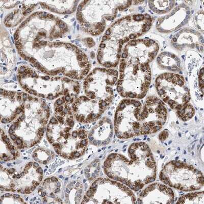 Immunohistochemistry-Paraffin: Chordin-like 2/CHRDL2 Antibody [NBP1-88560]