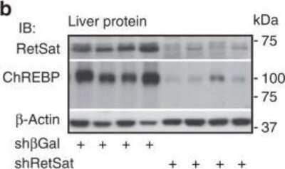 Western Blot: CHREBP AntibodyBSA Free [NB400-135]